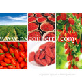 Dried Goji Berries From Zhongning, Ningxia